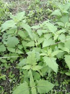 包邮潮汕青草药现采新鲜目镜草猴子摄目豨莶粘糊草镇静草