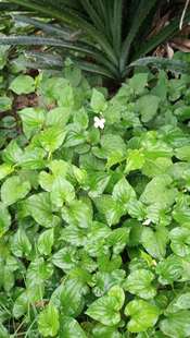 包邮潮汕青草药现采新鲜狗贴耳鱼腥草