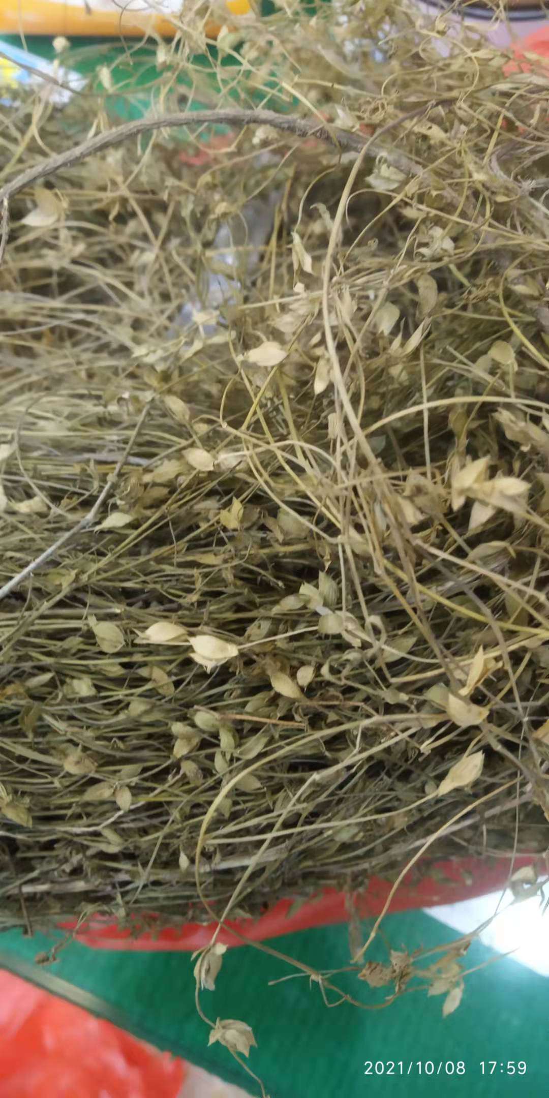 包邮潮汕青草药苍蝇翼二叶人字草丁癸草乌龙草蟋蟀草干品