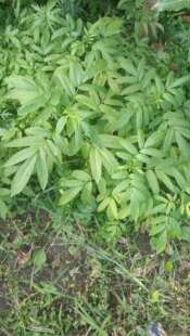 包邮潮汕青草药八棱麻七星剑接骨草走马箭白花马龙符新鲜枝叶