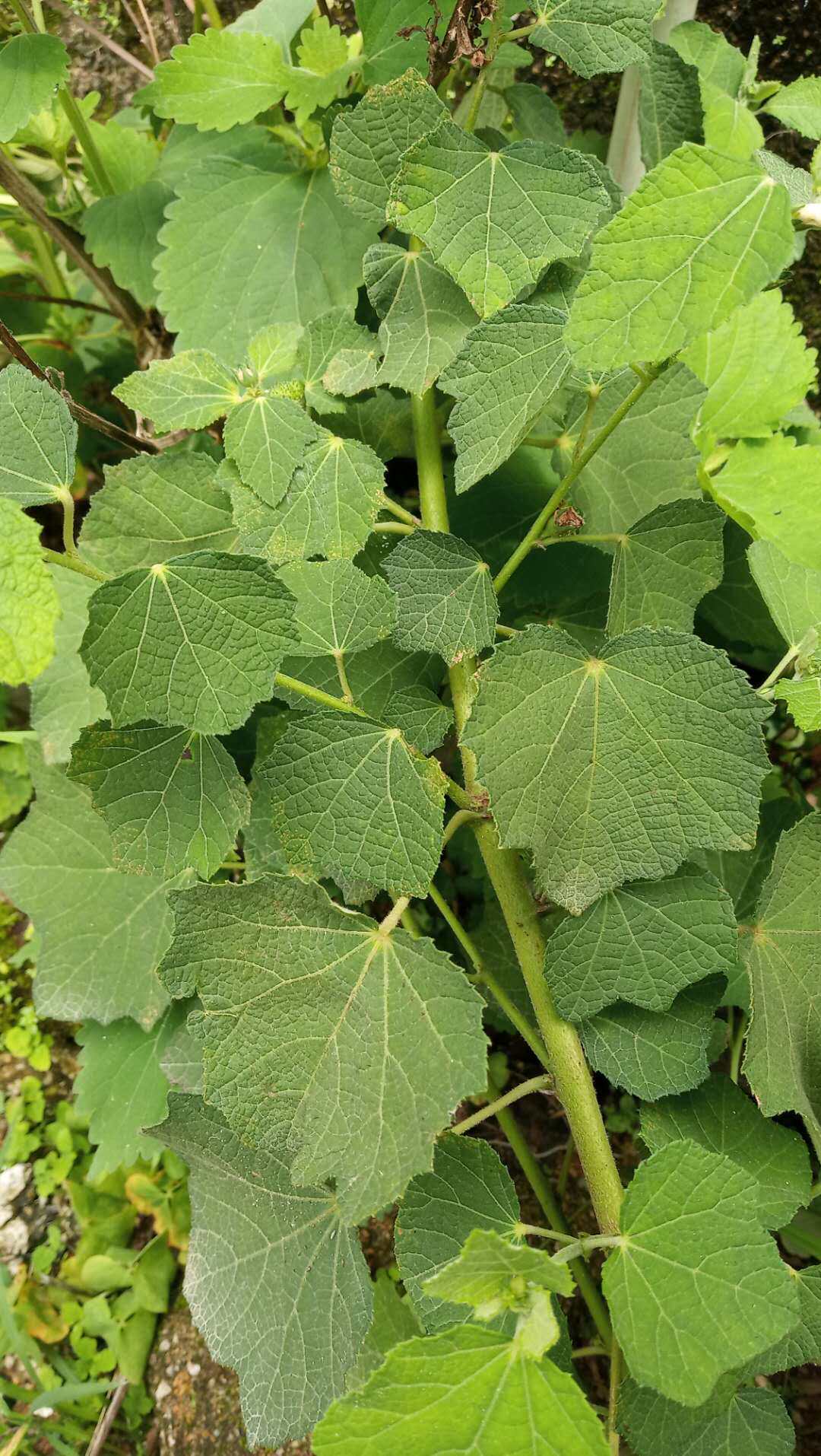 包邮潮汕青草药现采现发白花虱母草虱母头虱子母新鲜枝叶