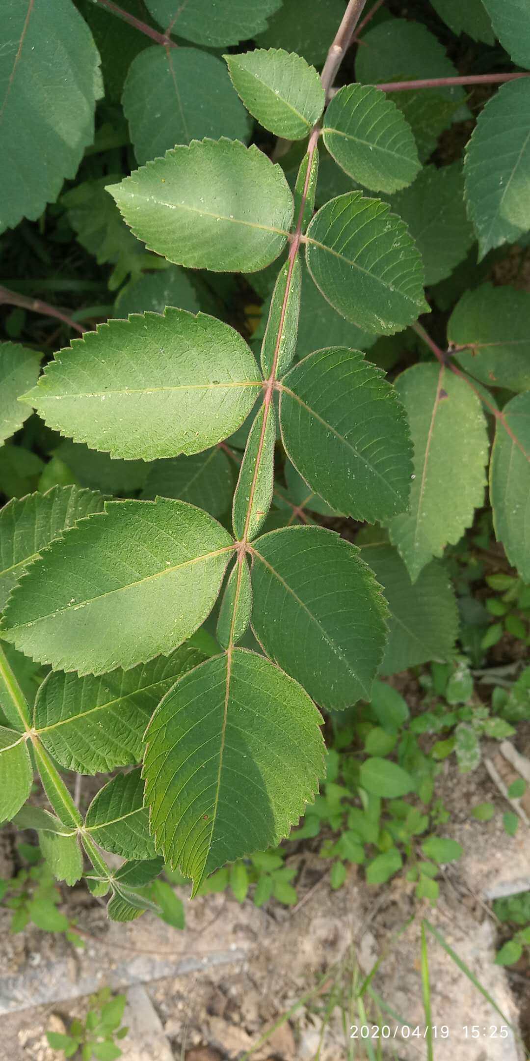 包邮潮汕青草药现采五倍子盐肤木埔盐新鲜枝叶