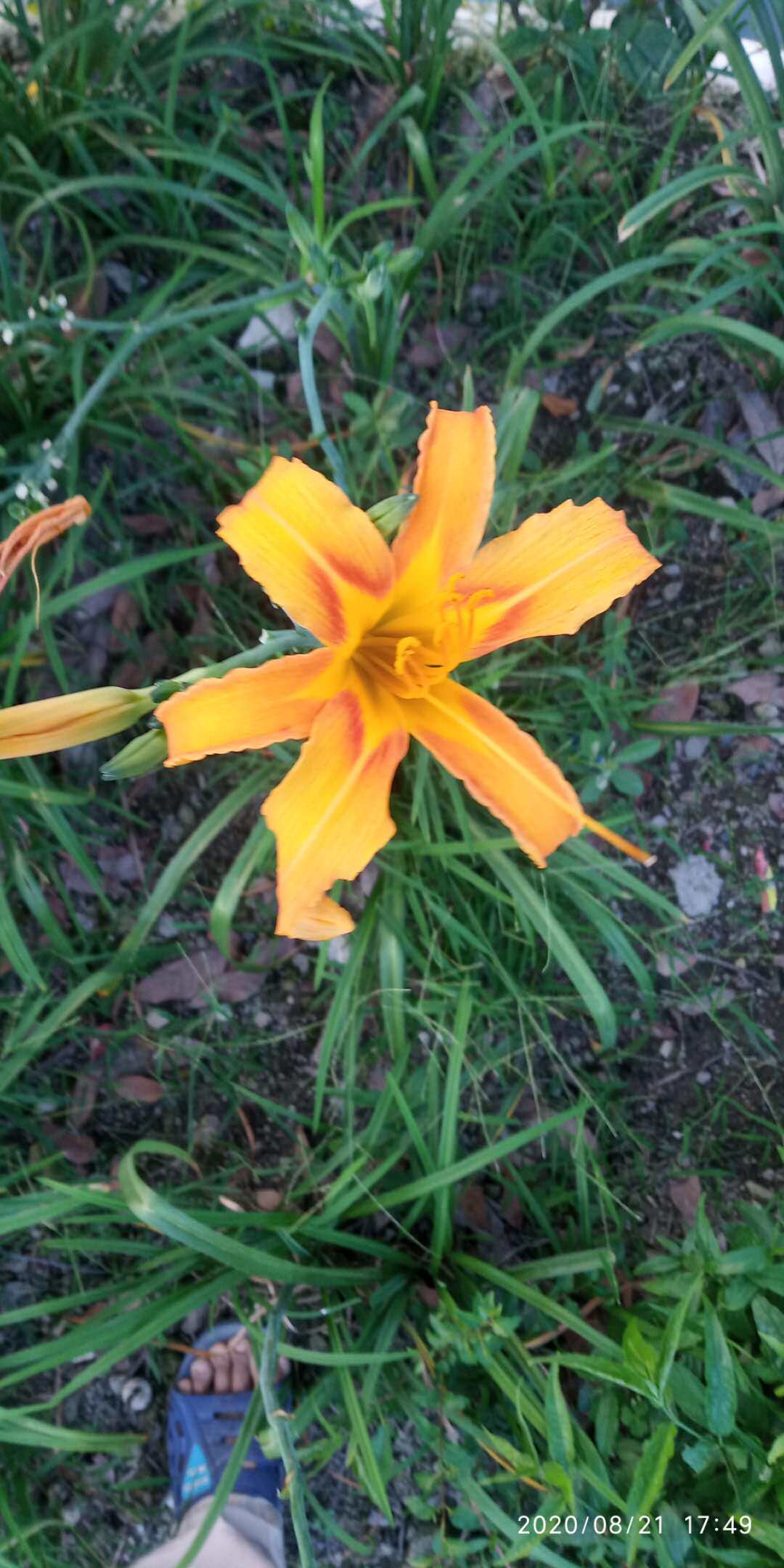 包邮潮汕青草药现采新鲜十姐妹金针菜黄花菜忘忧草宜男草萱草根