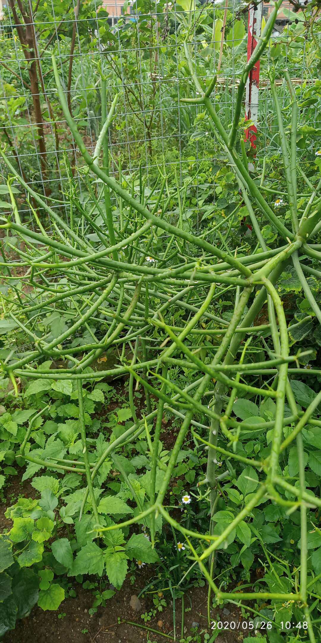 包邮潮汕青草药新鲜绿玉树有枝无叶光棍树青珊瑚铁金山乳葱树