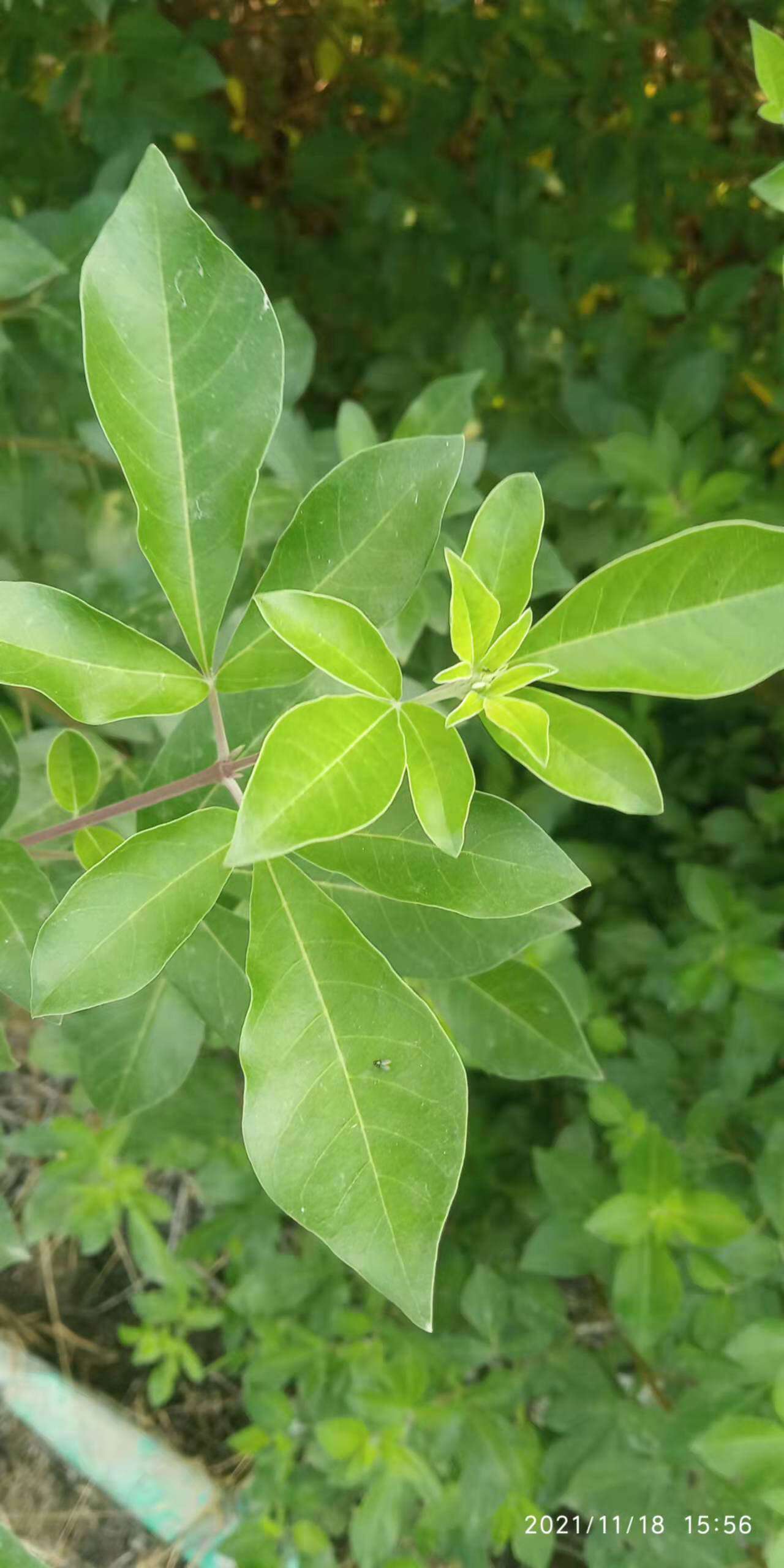 包邮潮汕青草药现采白背叶白布荆三叶蔓荆水稔子蔓荆新鲜枝叶