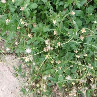 包邮潮汕青草药现采新鲜长柄菊羽芒菊生毛菊