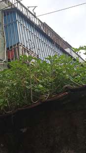 包邮潮汕青草药新鲜现采现发落地生根打不死晒不死脚目草