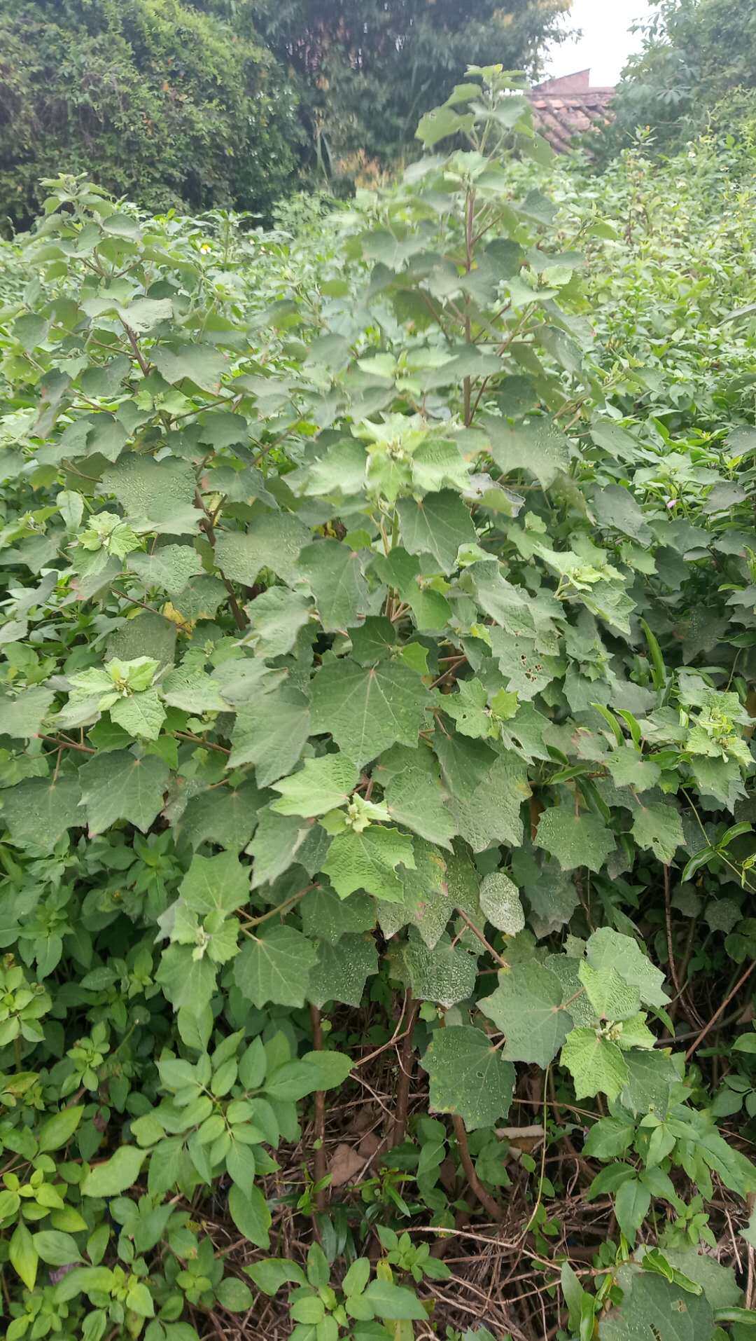 包邮潮汕青草药新鲜现采现发红花虱母头肖凡天花地桃花八卦草