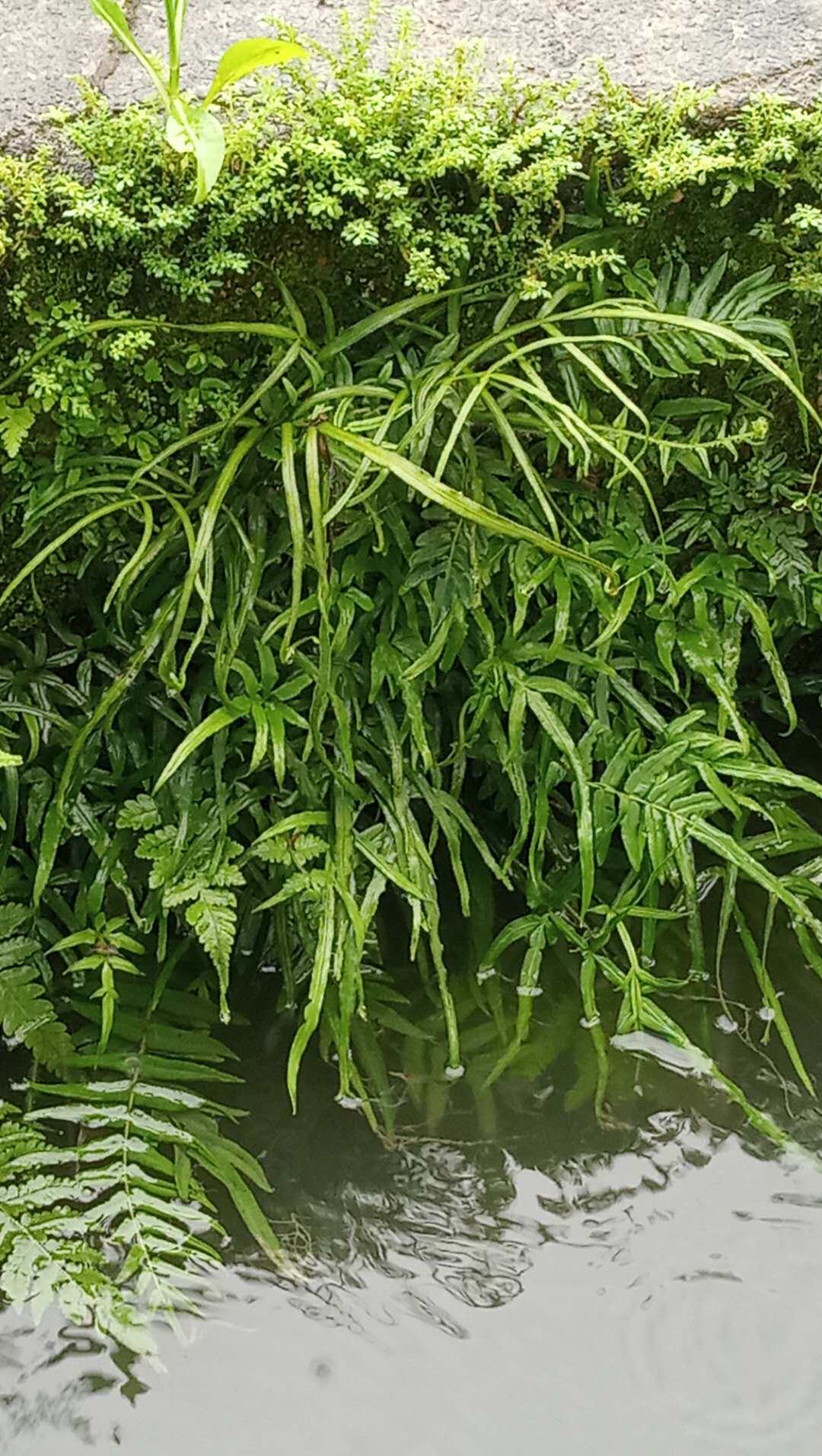 包邮潮汕青草药新鲜现采乌脚鸡凤尾草井边草剑叶凤尾蕨