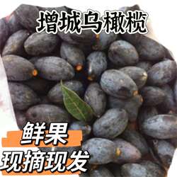 新鲜乌榄增城西山左尾乌榄增城十宝增城新鲜乌榄黑橄榄油榄生榄