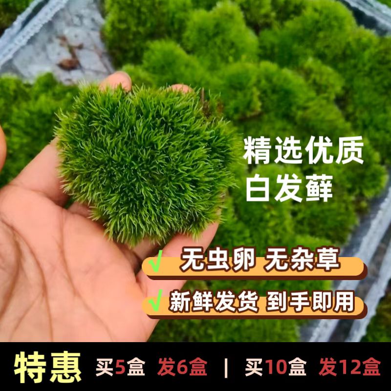 鲜活苔藓白发藓微景观材料 盆景铺面生态瓶假山鱼缸水陆缸造景