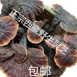 西藏野生灵芝菌赤芝原产地发货250克包邮