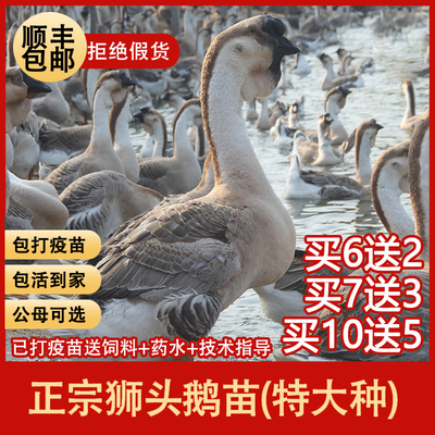 可长40斤特大种狮头鹅假一赔十