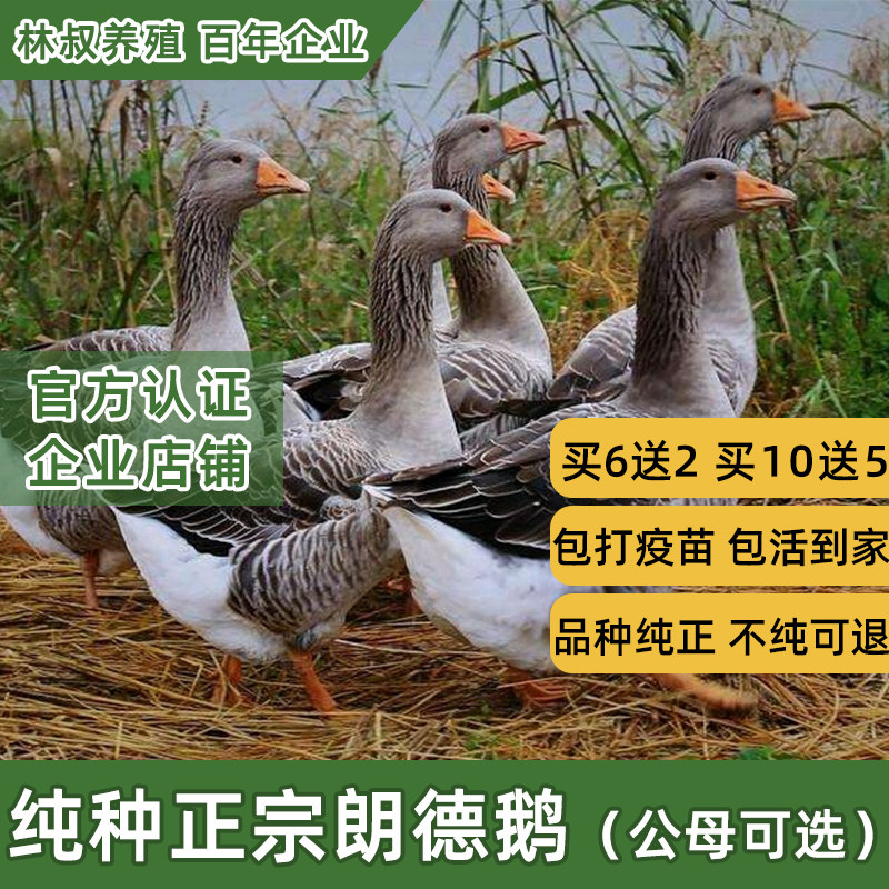 朗德鹅活苗纯种正宗大型鹅活苗大雁鹅活苗灰雁鹅活苗六只以上包邮