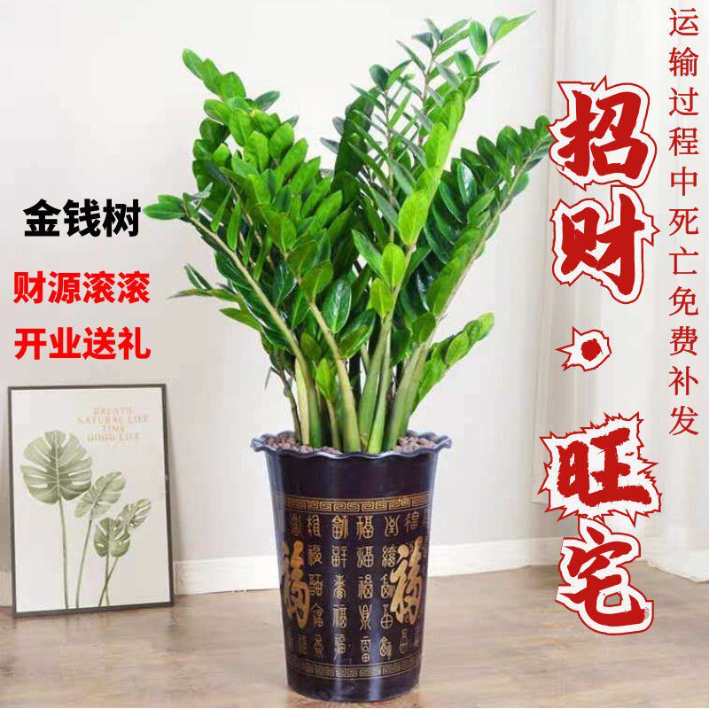 四季常青金钱树钱串子大绿植招财发财树桌摆室内盆栽办公室花卉