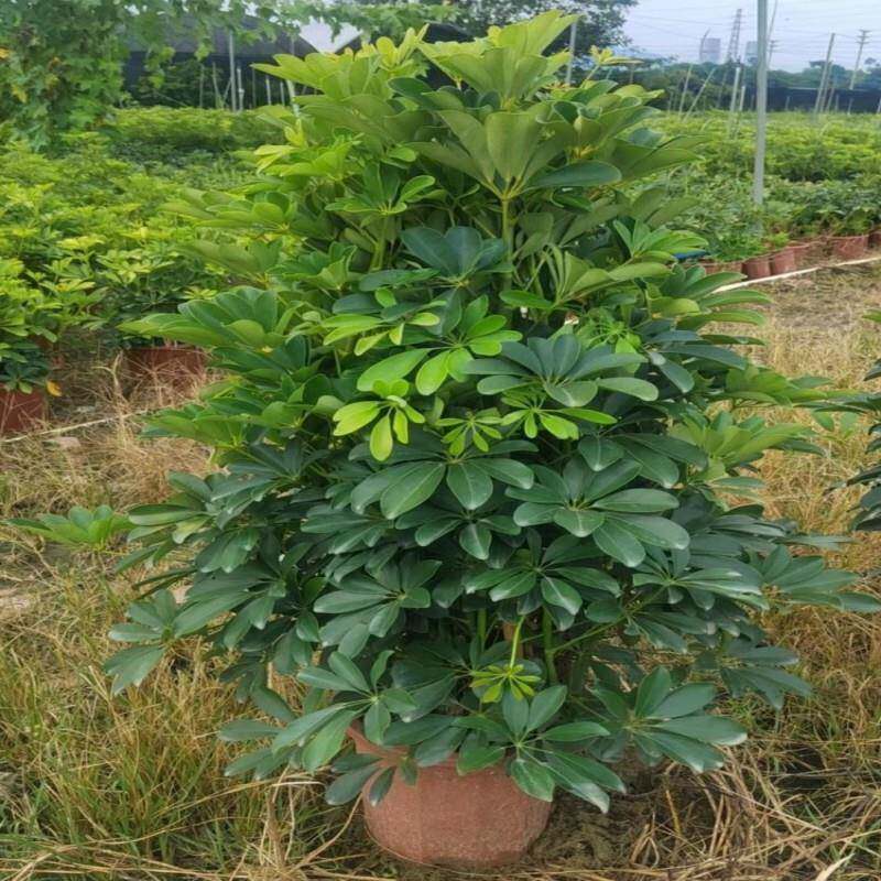 鸭脚木盆栽鸭掌木七叶莲老桩造型绿植八方来财室内客厅大型招财树