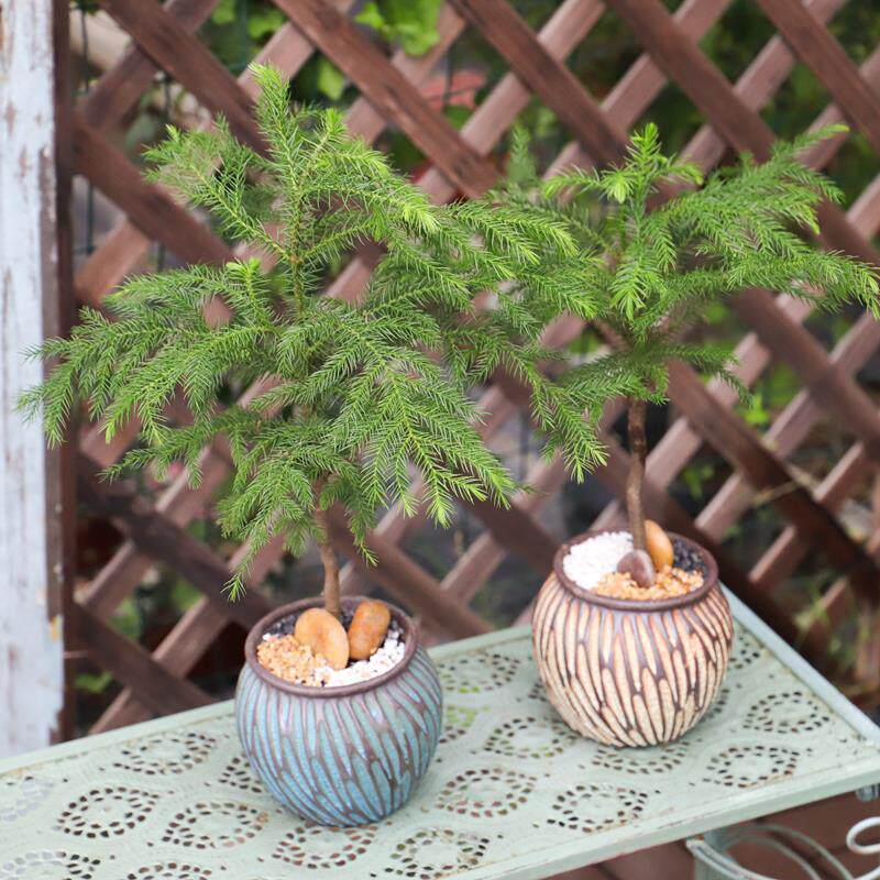 南洋杉盆栽小圣诞树室内观叶盆栽绿植 净化空气