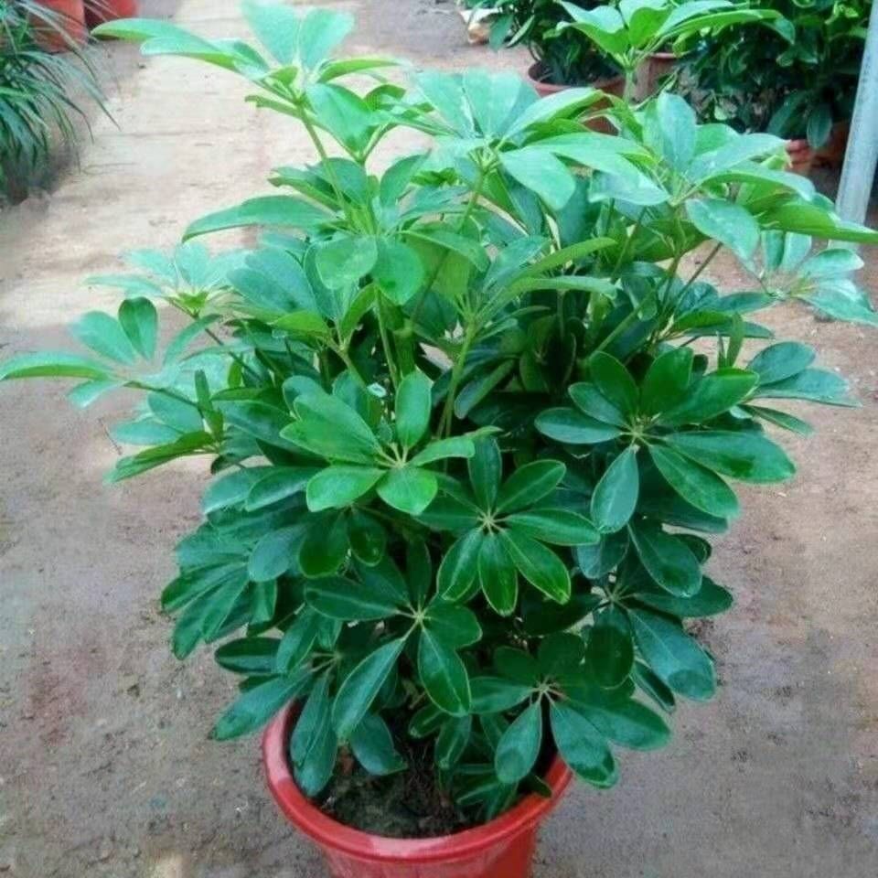 八方来财鸭脚木鸭掌木盆栽植物室内大型招财树花卉七叶莲客厅绿植