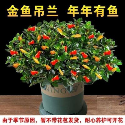 耐寒植物聚财金鱼花吊兰多肉植物室内花卉绿植盆栽发财树四季好养