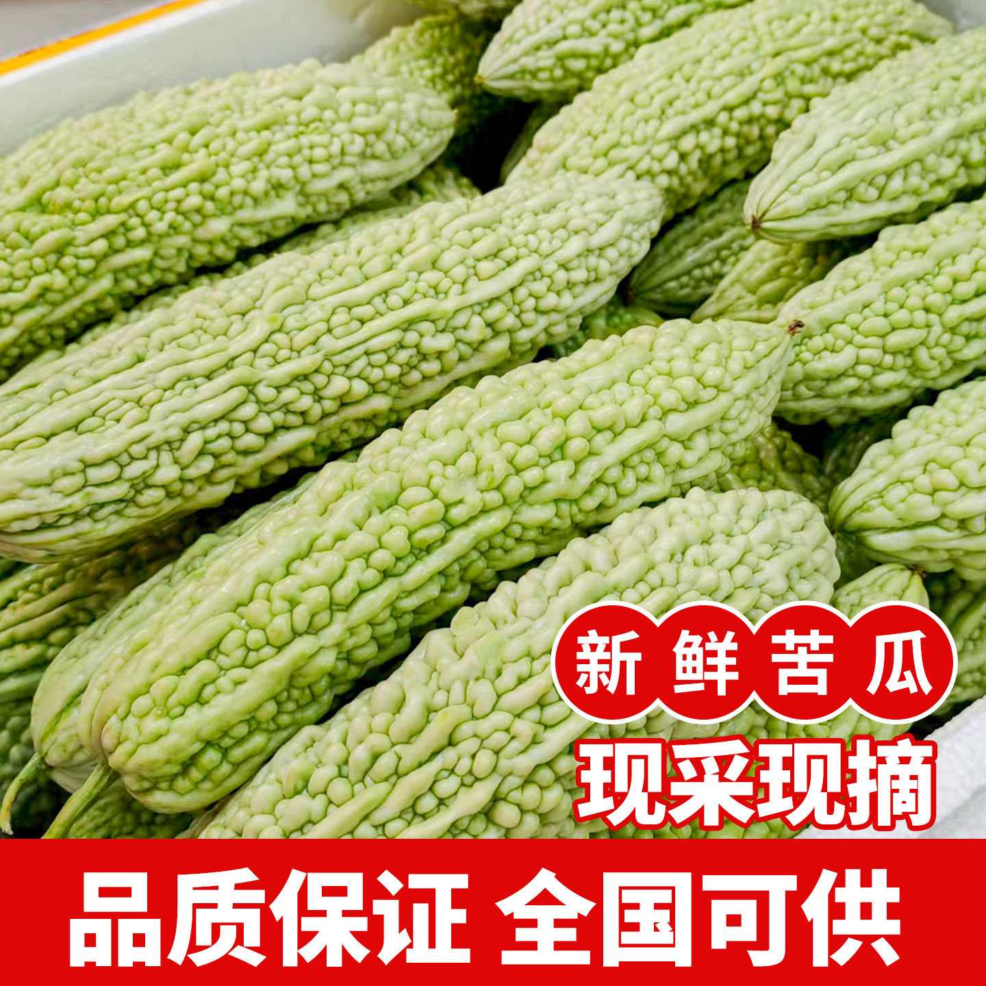 湖南本地白苦瓜新鲜农家自种珍珠苦瓜蔬菜湘菜馆饭店酒店食材配送