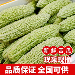 湖南本地白苦瓜新鲜农家自种珍珠苦瓜蔬菜湘菜馆饭店酒店食材配送