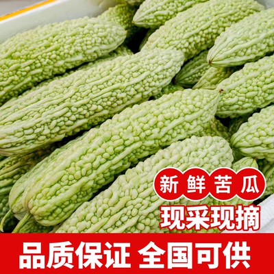 湖南本地白苦瓜新鲜农家自种珍珠苦瓜蔬菜湘菜馆饭店酒店食材配送