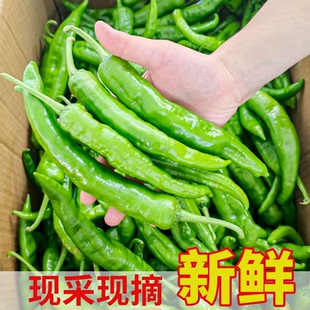 湖南本地新鲜55号软皮辣椒细长饱满产地包邮湘菜馆专用薄皮青辣椒