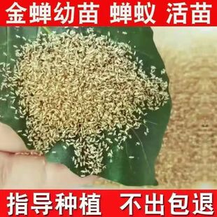 金蝉知了猴幼苗活体爬叉苗山东知了种苗人工养殖蝉苗孵化好的卵枝