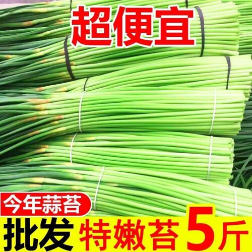 农家自种蒜薹现发保证新鲜农家
