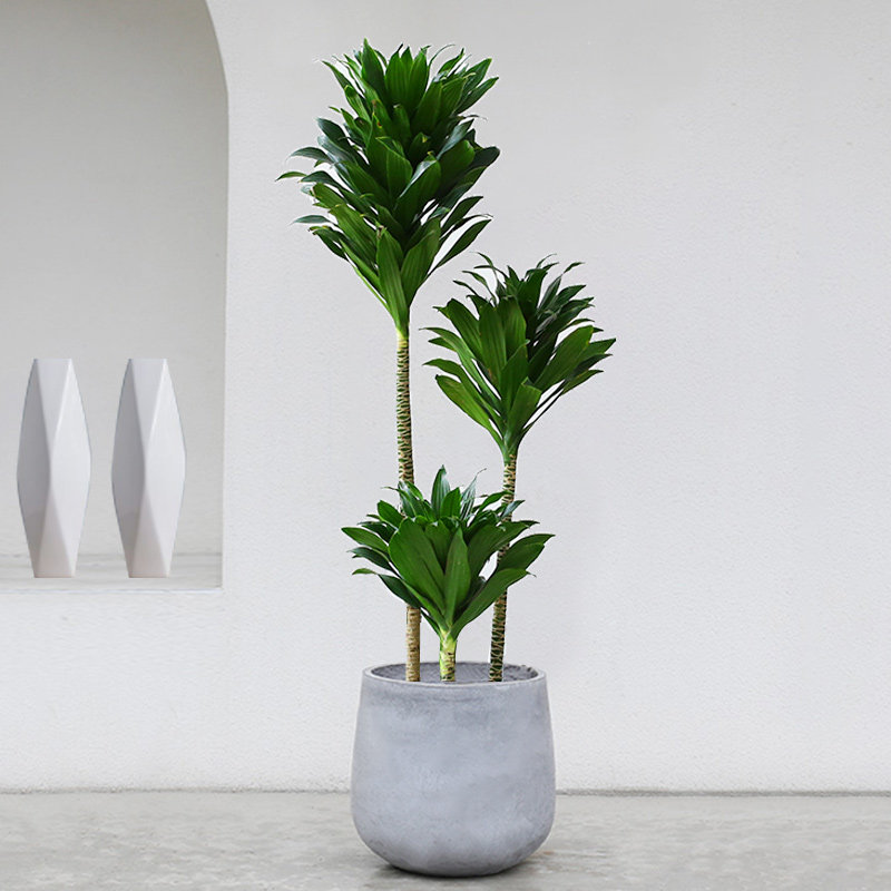 太阳神绿植老桩朱蕉龙血树室内客厅大型盆栽净化空气吸甲醛植物