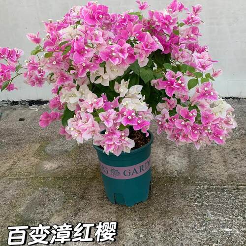 【漳红樱】三角梅四季勤开花稀有品种爬藤老苗子漳州基地直发
