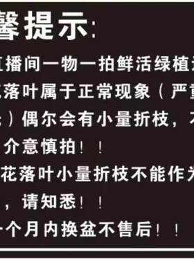三角梅一物一拍樟红樱凤凰哪吒