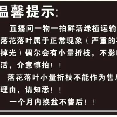 三角梅一物一拍樟红樱凤凰哪吒