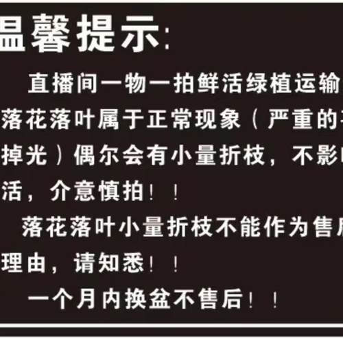 三角梅一物一拍樟红樱凤凰哪吒