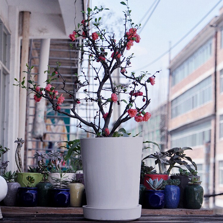 春季打折宜家陶瓷特大号家居白色亚光欧式现代简约蝴蝶兰兰花花盆