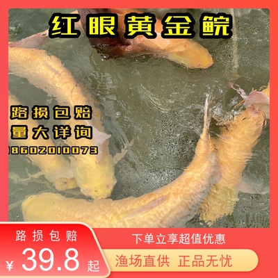 推荐观赏红眼赤目黄金鲩冷水淡水养殖原生变异黄化金草鱼包路损