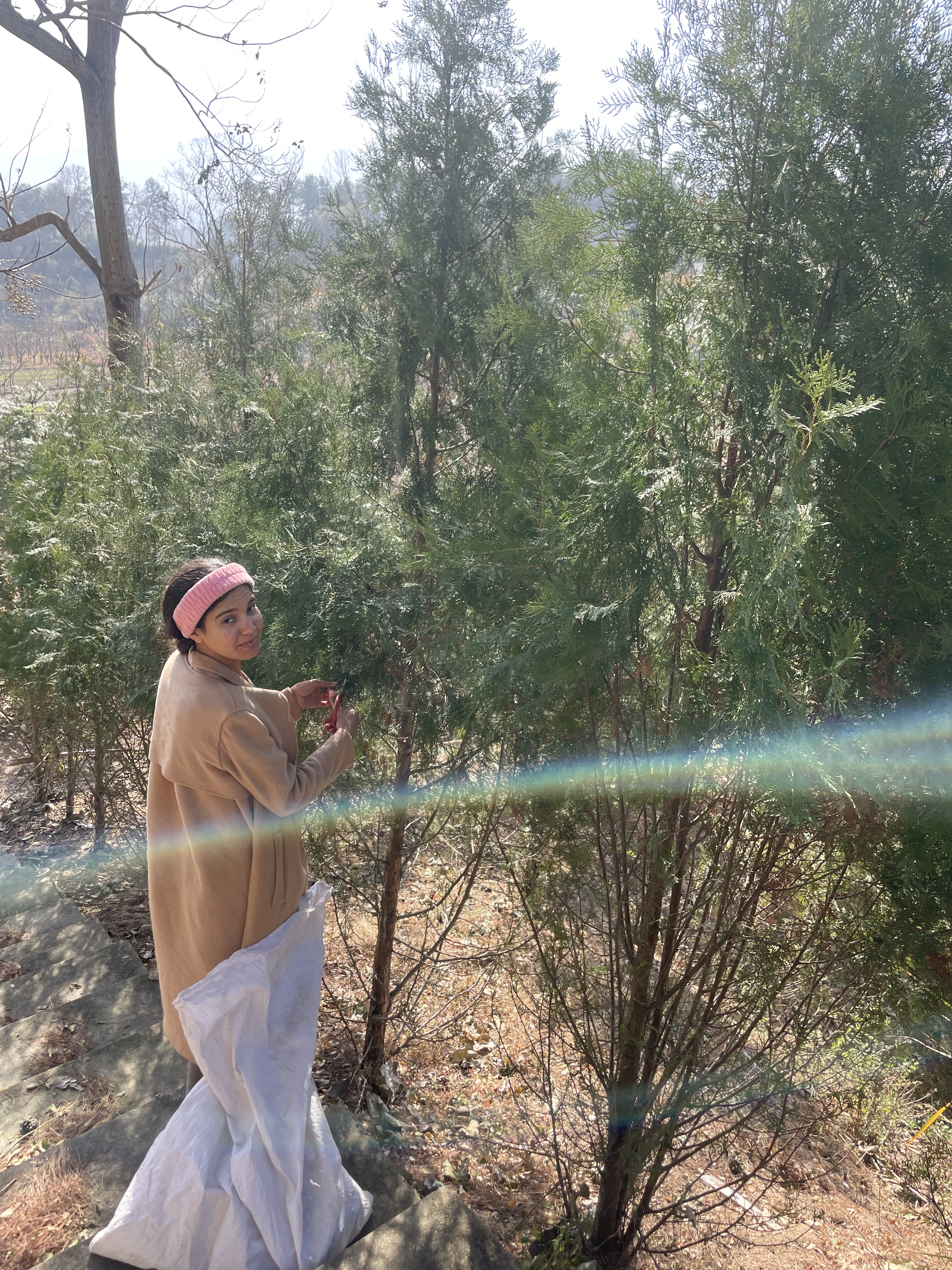 大脚下新鲜松柏枝条现摘熏腊肉护发养发柏树枝香肠材料新鲜香柏叶