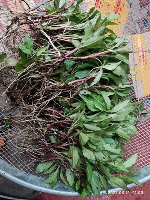 马兰头苗100棵苗可以种植脾草新鲜现采鱼鳅串田边菊夭脾草枝叶