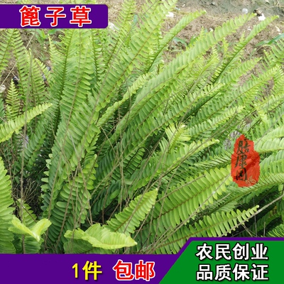 草福建500克包邮甘草蕨黑篦子