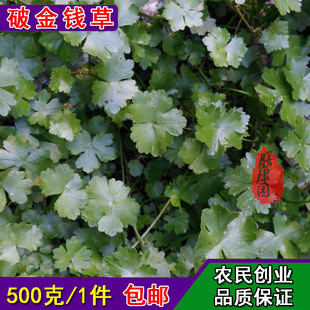 天胡荽 水草鲜货500克野生遍地锦草连线草破铜钱地光钱草变落得打