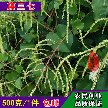 藤三七鲜现采叶500克落葵薯叶 洋落葵 落葵薯 藤子三七川七鲜野菜