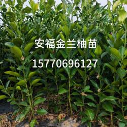 江西安福正宗金兰柚井冈蜜柚高山老树柚子萍乡蚕子金沙柚新鲜包邮