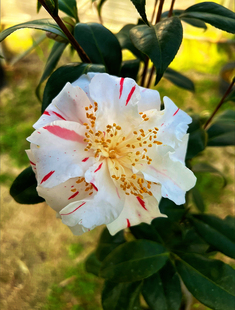 雅子茶花稀有名贵品种日本进口茶花花卉盆栽树苗室内外好养植物