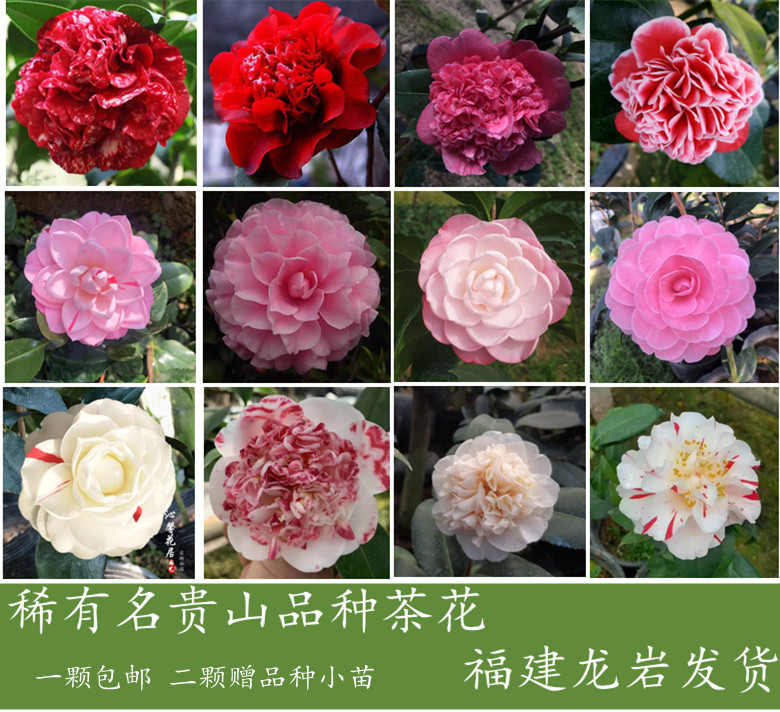 稀有品种乔伊 黑骑士山茶花小苗绿植盆栽花卉 植物室内外