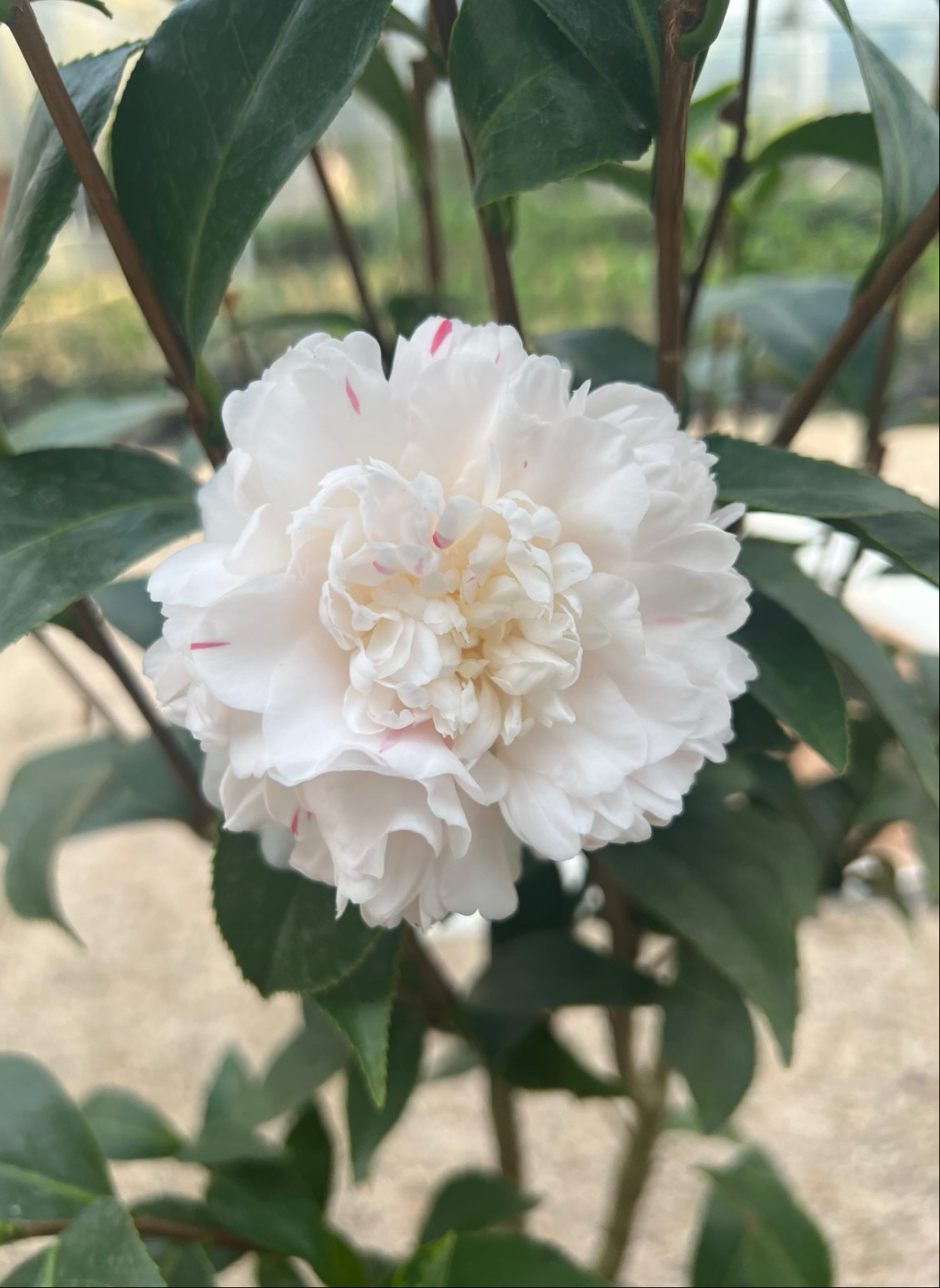 朱鹭之舞茶花 日系品种 盆栽带花苞 名贵茶花树苗 室内外花卉绿植