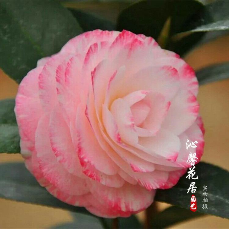 格蕾丝 葛蕾丝 室内茶花盆栽植株花卉  六角奥伯顿茶花正品包邮