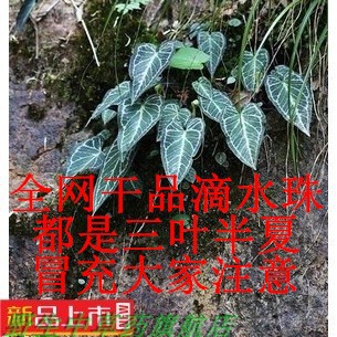 半斤新鲜滴水珠 一滴珠 岩芋石 野慈姑莲花叶斑叶绿叶滴水珠现货