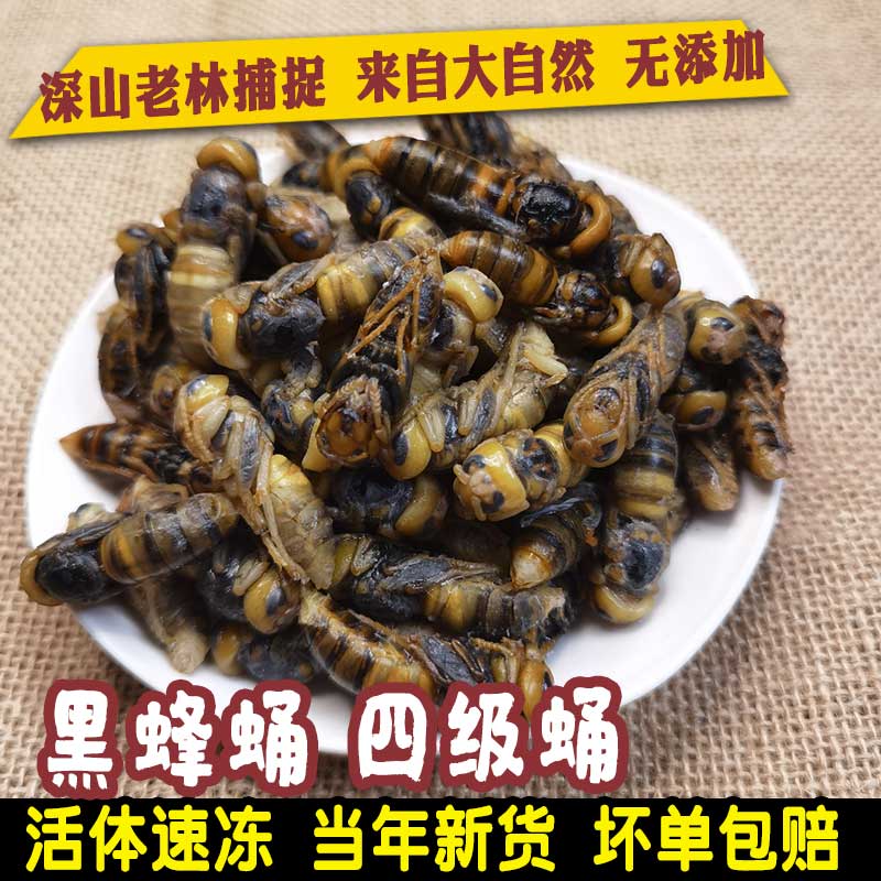 蜂蛹大黑蜂500克4级蜂蛹虎头蜂马蜂野生蜂蛹昆虫食品蜂蛹大蜂蛹-封面