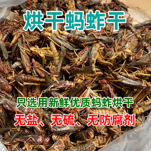 蚂蚱干优质烘干蚂蚱干货鸟粮鸟食画眉蓝靛颏乌龟金鱼自制饲料原味