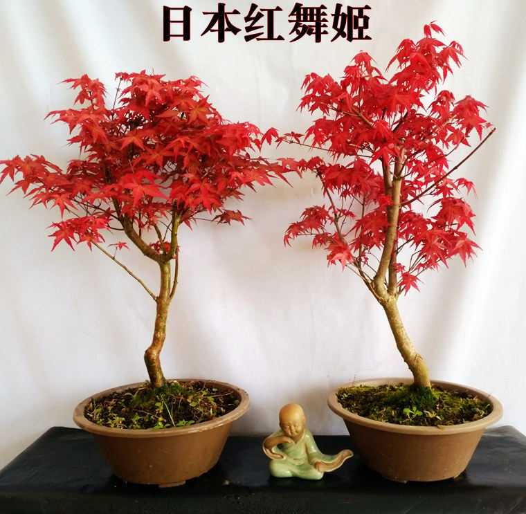室内阳台盆景树苗美国日本红枫